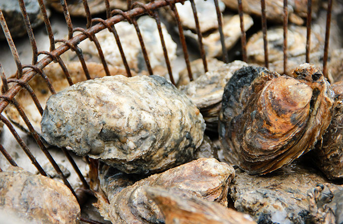 Oysters in basket